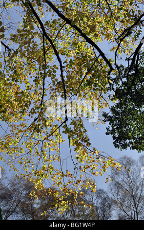 herbstliche Bäume Stockfoto