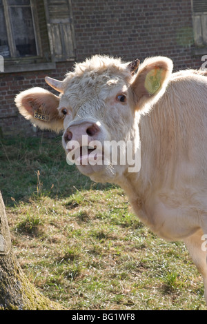 Kuh Kalb genden Aufruf Kopf Stockfoto