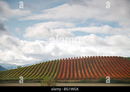 Reben, Wein, Wein, Weine, Rioja, Rioja, La Rioja, Spanien, Herbst, Otoño, Wolken, Wolke, Weinberg, Hof, Land, Landschaft, Stockfoto