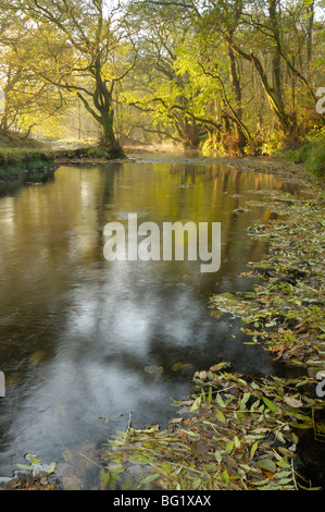 Herbstmorgen, wenig Wasser der Flotte, Flotte Valley National Scenic Area, Dumfries and Galloway, Schottland, Vereinigtes Königreich Stockfoto