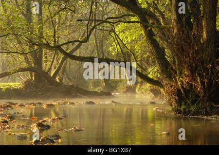 Herbstmorgen, wenig Wasser der Flotte, Flotte Valley National Scenic Area, Dumfries and Galloway, Schottland, Vereinigtes Königreich Stockfoto