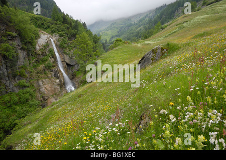 Almwiese, Venter Tal in der Nähe von Vent, Ötztal-Tal, Tirol, Austria, Europe Stockfoto