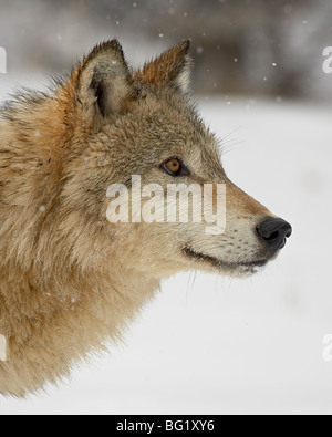 Grauer Wolf (Canis Lupus) im Schnee, in der Nähe von Bozeman, Montana, Vereinigte Staaten von Amerika, Nordamerika Stockfoto