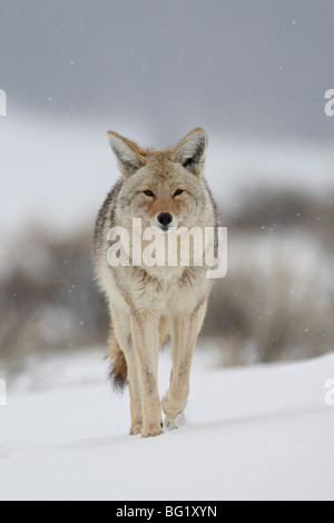 Kojoten (Canis Latrans) im Schnee, Yellowstone-Nationalpark, Wyoming, Vereinigte Staaten von Amerika, Nordamerika Stockfoto