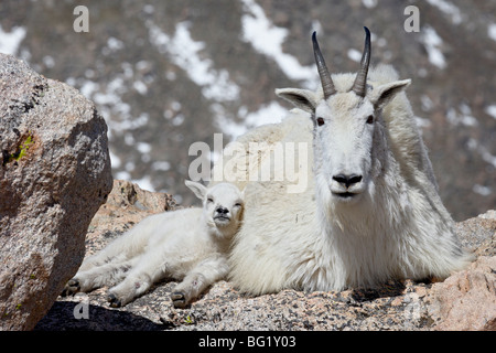 Bergziege (Oreamnos Americanus) Kindermädchen und Kid, Mount Evans, Colorado, Vereinigte Staaten von Amerika, Nordamerika Stockfoto