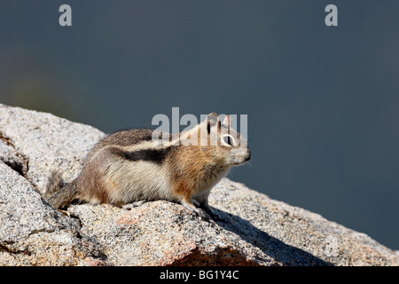 Golden-Jaguaren Eichhörnchen (Citellus Lateralis), Rocky Mountain Nationalpark, Colorado, Vereinigte Staaten von Amerika, Nordamerika Stockfoto