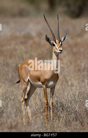 Männliche Grant es Gazelle (Gazella Granti), Afrika, Ostafrika, Samburu National Reserve, Kenia Stockfoto