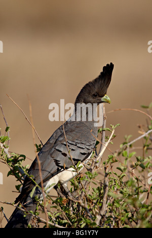 Weibliche White-bellied Go-away-Vogel (Corythaixoides Leucogaster), Samburu National Reserve, Kenia, Ostafrika, Afrika Stockfoto