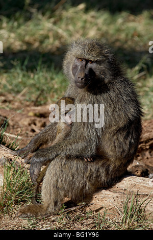 Olive Pavian (Papio Cynocephalus Anubis) Mutter und Kind, Samburu National Reserve, Kenia, Ostafrika, Afrika Stockfoto