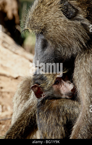 Olive Pavian (Papio Cynocephalus Anubis) Mutter und Kind, Samburu National Reserve, Kenia, Ostafrika, Afrika Stockfoto