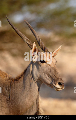 Gemeinsame Eland (Tauro Oryx), Kgalagadi Transfrontier Park, Südafrika Stockfoto