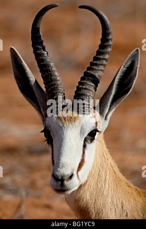 Springbock (Antidorcas Marsupialis), Kgalagadi Transfrontier Park, dem ehemaligen Kalahari Gemsbok National Park, Südafrika Stockfoto