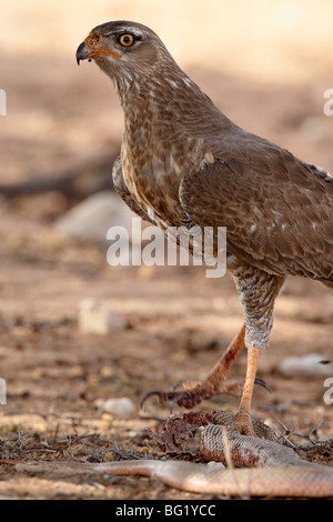 Unreife blass singen Habicht (Melierax Canorus) mit einer Schlange, Kgalagadi Transfrontier Park, Südafrika Stockfoto