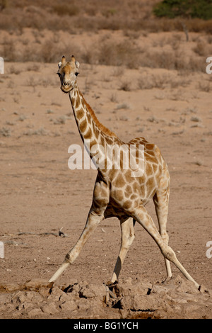 Kap-Giraffe (Giraffa Giraffe Giraffa) trinken am Wasserloch, Kgalagadi Transfrontier Park, Südafrika Stockfoto