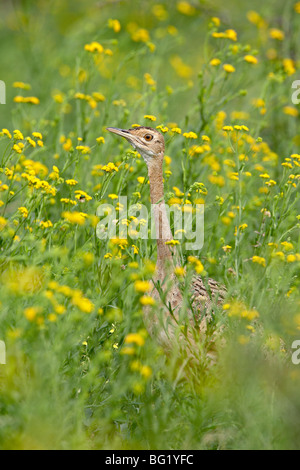 Weiblich schwarzbäuchigen Trappe (schwarzbäuchigen Korhaan) (Eupodotis Melanogaster) Imfolozi Game Reserve, Südafrika Stockfoto