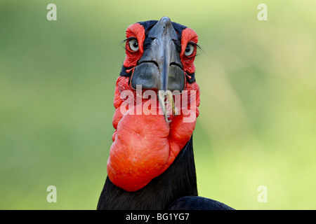 Südliche Hornrabe (Hornrabe) (Bucorvus Leadbeateri), Krüger Nationalpark, Südafrika, Afrika Stockfoto