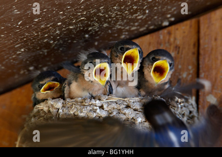 Vier Küken der Rauchschwalbe (Hirundo Rustica) Zwitschern als übergeordnete Ansätze Nest mit Nahrung, Custer State Park, South Dakota, USA Stockfoto