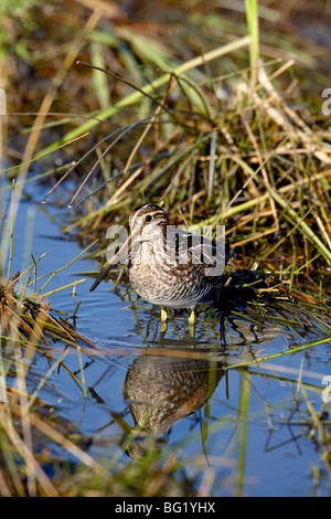 Bekassine (Gallinago Gallinago), Arapaho National Wildlife Refuge, Colorado, Vereinigte Staaten von Amerika, Nordamerika Stockfoto