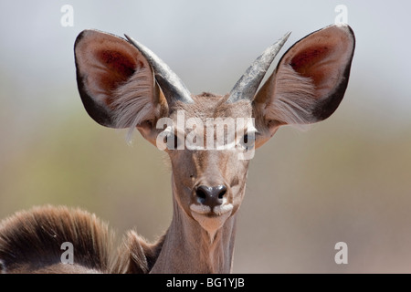 Portrait einer männlichen Kudu im südlichen Afrika. Das Foto wurde in Botswanas Chobe National Park. Stockfoto