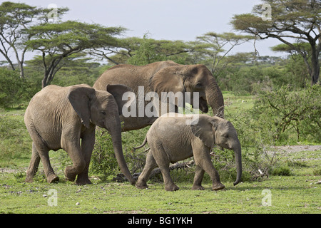 Drei afrikanischen Elefanten (Loxodonta Africana), Serengeti Nationalpark, Tansania, Ostafrika, Afrika Stockfoto