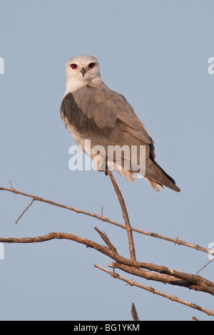 Porträt der Gleitaar im südlichen Afrika. Das Foto wurde im Hwange-Nationalpark Simbabwes. Stockfoto