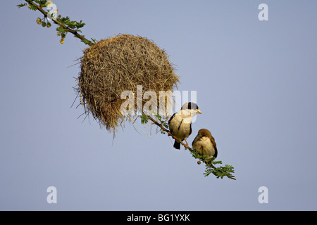 Erwachsene und unreifen schwarz-capped soziale Weber (Pseudonigrita Cabanisi), Samburu National Reserve, Kenia, Ostafrika Stockfoto