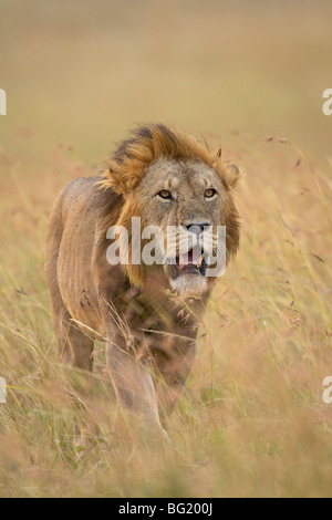 Löwe (Panthera Leo), Masai Mara National Reserve, Kenia, Ostafrika, Afrika Stockfoto