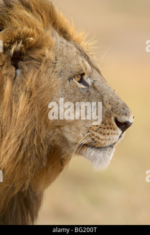 Löwe (Panthera Leo), Masai Mara National Reserve, Kenia, Ostafrika, Afrika Stockfoto