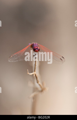 Makro-Foto einer Libelle im südlichen Afrika. Das Foto wurde im Hwange-Nationalpark Simbabwes. Stockfoto