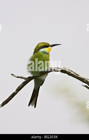 Zinnenkranz Bienenfresser (Merops Hirundineus), Kgalagadi Transfrontier Park, Südafrika Stockfoto