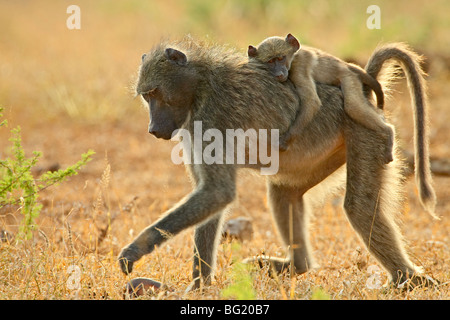 Säugling Chacma Pavian (Papio Ursinus) Reiten auf seiner Mutter zurück, Imfolozi Game Reserve, Südafrika, Afrika Stockfoto