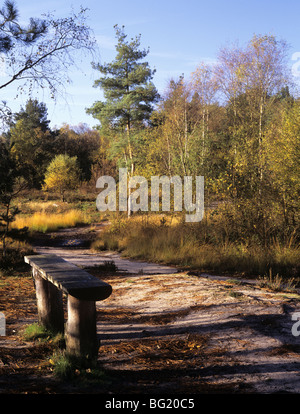 Bank auf Feldweg durch den Wald auf Frensham Common im Herbst. Farnham, Surrey England UK Großbritannien Stockfoto