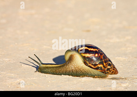 Ostafrikanischen Land Schnecke oder riesigen afrikanischen Land Schnecke (Achatina Fulica), Addo Elephant National Park, Südafrika, Afrika Stockfoto