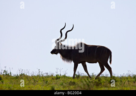 Große Kudu (Tragelaphus Strepsiceros) silhouettiert, Addo Elephant National Park, Südafrika, Afrika Stockfoto