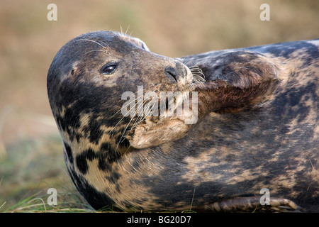 Weibliche grau versiegeln Verlegung auf den Salzwiesen, Donna Nook, Lincolnshire Stockfoto