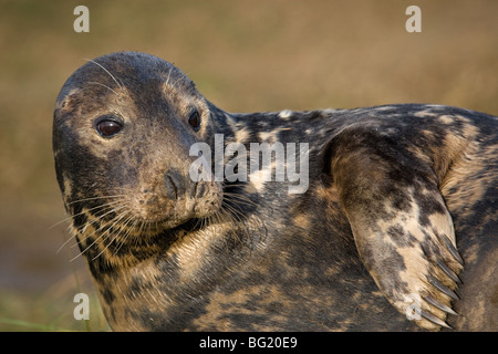 Weibliche grau versiegeln Verlegung auf den Salzwiesen, Donna Nook, Lincolnshire Stockfoto