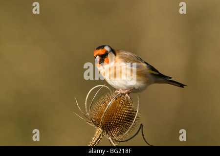 Stieglitz auf Karde Stockfoto