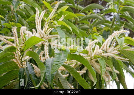 Castanea sativa (Kastanie), Baum in voller Blüte Stockfoto