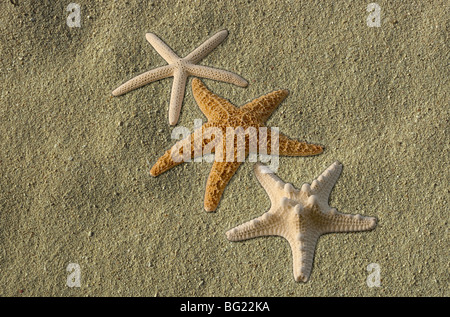 Drei Seesterne am Strand Stockfoto