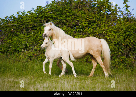 Dies ist ein Mutter-Pferd und ihr Fohlen. Stockfoto