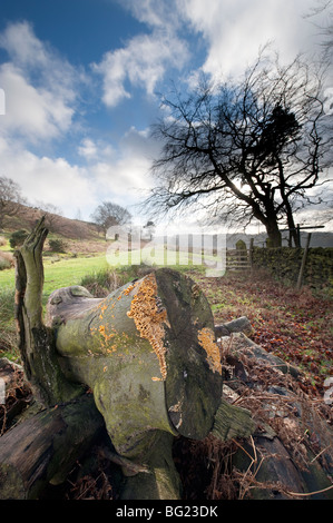 Pilze wachsen auf Ende des fällten Baum Stockfoto