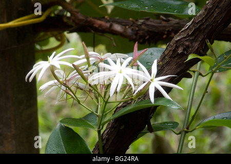 Angelwing Jasmin Blume Nahaufnahme Stockfoto