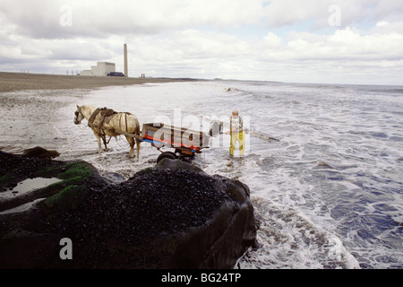 Meer-Kohlenübernahme bei Seaham, County Durham, England, UK Kohle aus einer sichtbaren Naht an Land gespült ist hier versammelt. Stockfoto