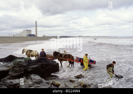 Meer-Kohlenübernahme bei Seaham, County Durham, England, UK Kohle aus einer sichtbaren Naht an Land gespült ist hier versammelt. Stockfoto