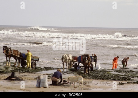 Meer-Kohlenübernahme bei Seaham, County Durham, England, UK Kohle aus einer sichtbaren Naht an Land gespült ist hier versammelt. Stockfoto