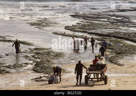 Meer-Kohlenübernahme bei Seaham, County Durham, England, UK Kohle aus einer sichtbaren Naht an Land gespült ist hier versammelt. Stockfoto