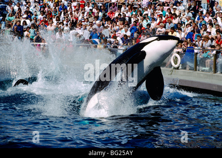 Vancouver Aquarium, Stanley Park, Vancouver, BC, Britisch-Kolumbien, Kanada, Schwertwale (Orcinus Orca) erklingt in Whale zeigen Stockfoto