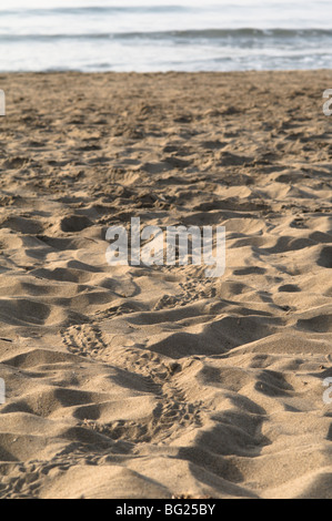 Spuren der Baby Unechte Karettschildkröte (Caretta Caretta) gerade aus Nest geschlüpft und machte seinen Weg zum Meer. In der Nähe von Laganas. Stockfoto