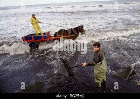 Meer-Kohlenübernahme bei Seaham, County Durham, England, UK.  Kohle aus einer sichtbaren Naht an Land gespült werden hier gesammelt. Stockfoto