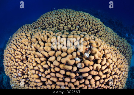 Großen stoney Kuppel Korallen, Porites Nodifera, im "Roten Meer" Stockfoto